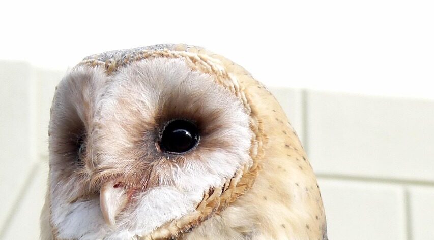 barn owl 57781 1280