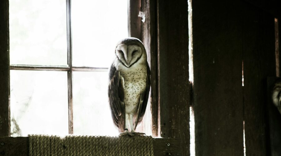 cliff johnson f0we 8viio8 unsplash