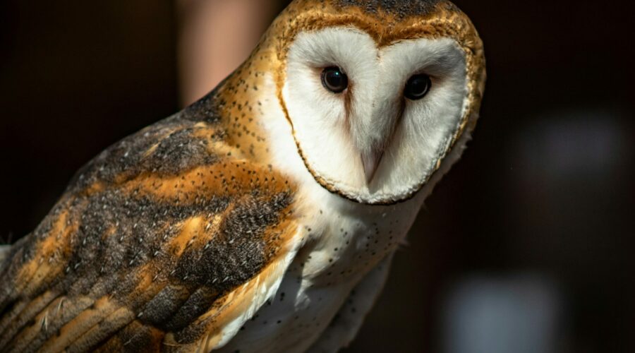 joshua j cotten f66e2vdboay unsplash