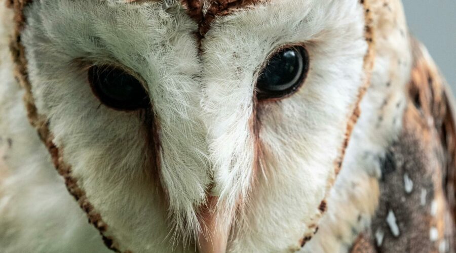 pexels fatih turan 63325184 16927095