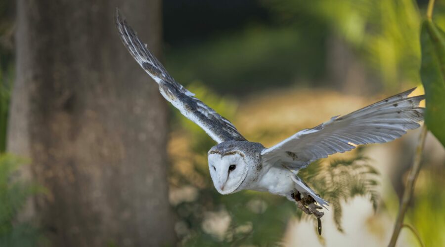 pexels ozram 33615138 (1)